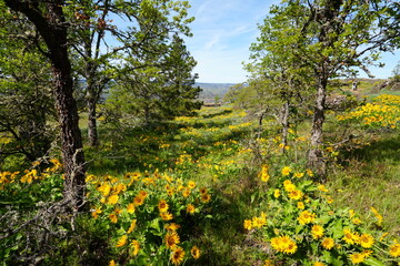 Obraz premium Yellow Balsamroot Flowers or Oregon Sunflowers in Full Bloom at Rowena Crest Landscape - ロウェナ・クレストの黄色い花 バルサムルート または オレゴンサンフラワー 春の風景 