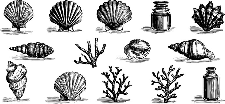 Seashells and coral arranged with small bottles on surface composition