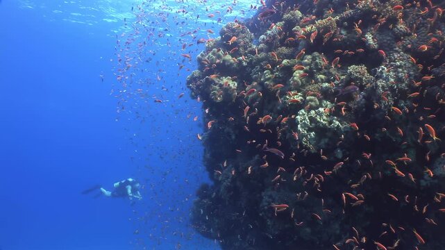 A diver peacefully swims near a vibrant coral reef in Fiji. Nurse sharks, remora fish, and a massive school of shimmering fish create an unforgettable aquatic spectacle. Day in the deep blue ocean.