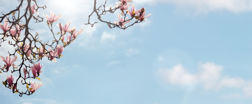 Magnolia tree with flowers in bloom springtime background
