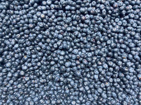 Fresh blueberries background full frame ripe berry texture pattern, selective focus