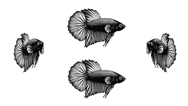 Vintage Engraved Betta Fish Illustrations Set. Hand Drawn Siamese Fighting Fish Art in Black and White.
