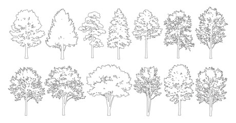 Minimal style cad mixed tall conifer and deciduous tree line drawing, Side view, set of graphics trees elements outline symbol for architecture landscape design. Vector illustration. forest section  © Addictive Stock