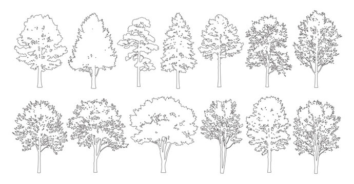 Minimal style cad mixed tall conifer and deciduous tree line drawing, Side view, set of graphics trees elements outline symbol for architecture landscape design. Vector illustration. forest section
