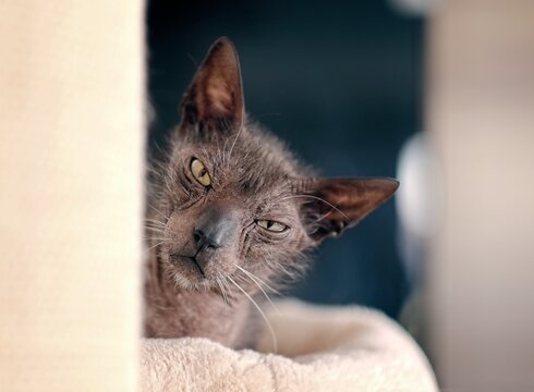 Closeup Portrait of a grumpy Lykoi cat looking funny at camera. 	Horizontal image with soft focus.