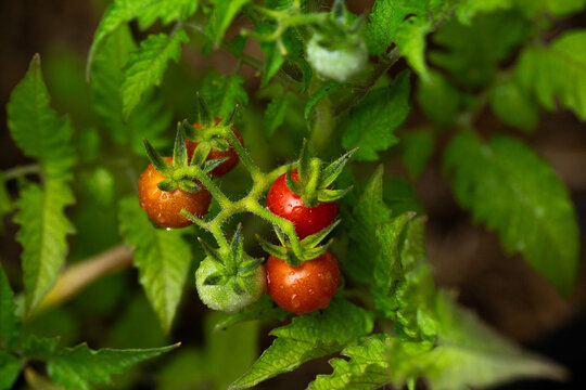 Cherry tomato plants growing in home vegetable garden