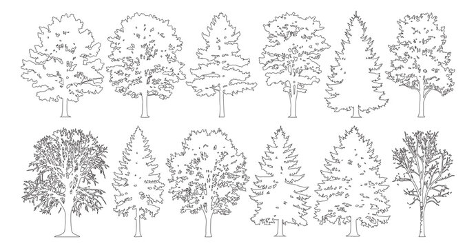 Minimal style cad mixed conifer and deciduous tree line drawing, Side view, set of graphics trees elements outline symbol for architecture landscape design. Vector illustration. forest section