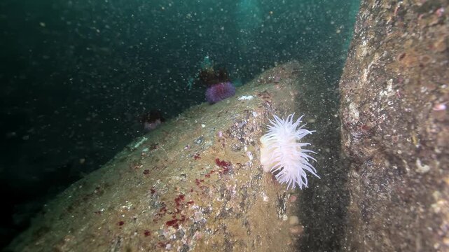 A magnificent white sea anemone clings to rugged rocks, its delicate tentacles gently swaying in the deep, clear waters.
