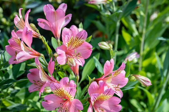 Close-up of Alstroemeria &lsquo;Paradise Summer&rsquo; (Peruvian lily) with vibrant pink flowers, captured in natural light with a soft blurred background and bokeh effect.