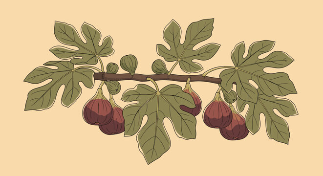 Botanical illustration of a fig tree branch featuring ripe purple fruits and large green leaves on a warm beige background for nature design.