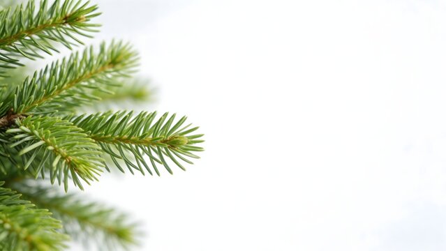 Closeup of green pine tree branches