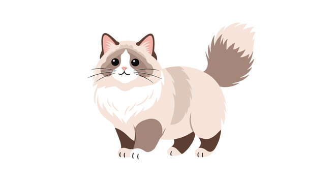 Fluffy ragdoll cat with a long bushy tail and striking blue eyes is illustrated in a cute and colorful animal drawing.