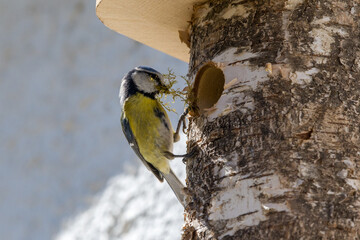 blue tit building nest in nest box © yvonne