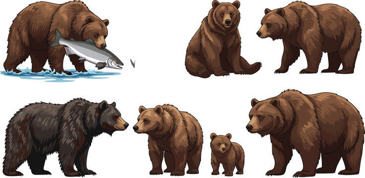 Bear Illustration Collection with Different Poses Brown and Black Bears Wildlife Animal Set for Nature Design, Educational Materials, and Forest Vector Graphics