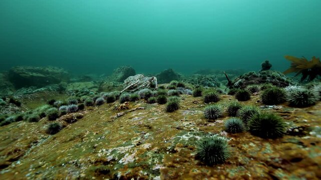 Discover the thriving marine community at the bottom of the Barents Sea. Flexopecten ponticus scallops and crabs move among sea urchins on the rugged seabed in their chilly habitat.