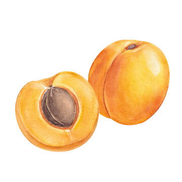Whole and Halved Apricot Watercolor Illustration