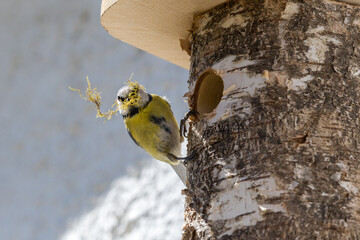blue tit building nest in nest box © yvonne