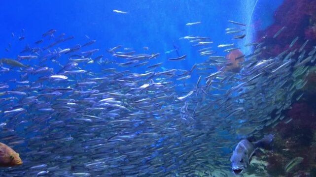 Schools of Sardines, Japanese pilchard and anchovy, swimming all together underwater. Great anchovy run. 4K