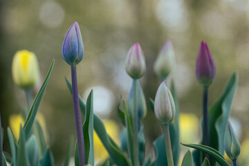 Tulipany w pąkach – młode kwiaty przed rozkwitem w świetle wiosny © Elżbieta Kaps