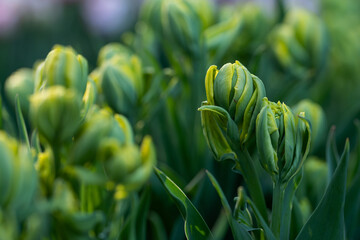 Tulipany w pąkach – młode kwiaty przed rozkwitem w świetle wiosny © Elżbieta Kaps