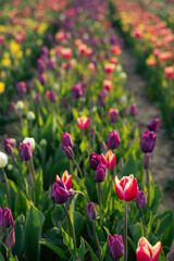 Obraz premium Kolorowe tulipany w pełnym rozkwicie – zbliżenie na kwiaty na plantacji