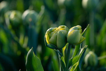 Kolorowe tulipany w pełnym rozkwicie – zbliżenie na kwiaty na plantacji © Elżbieta Kaps