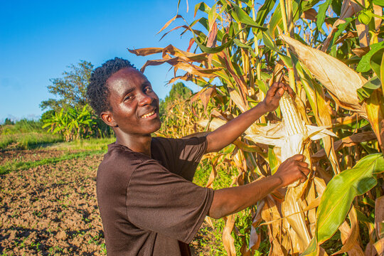 Young farmer inspecting ripe maize in sun-drenched field, Mzimba, Malawi