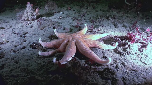 A nine-armed starfish rests on the ocean floor of the White Sea. The marine creature is surrounded by sand, small rocks, and some sea plants as it sits under the water.