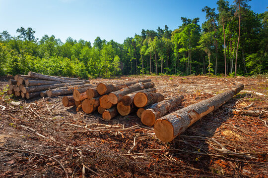 Cutting down trees in the forest