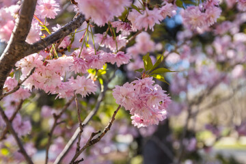 Naklejka premium Pink cherry blossoms blooming on tree branches in spring sunlight.
