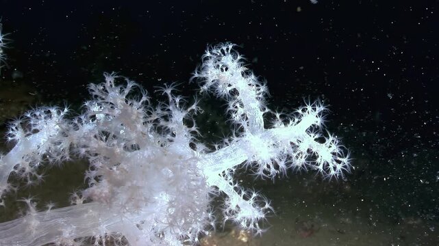 Gentle currents sway the delicate white soft corals in the dark waters. This underwater exploration presents nature's fragile beauty in the White Sea.