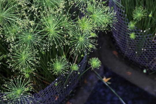 Cyperus alternifolius water plant in the pond