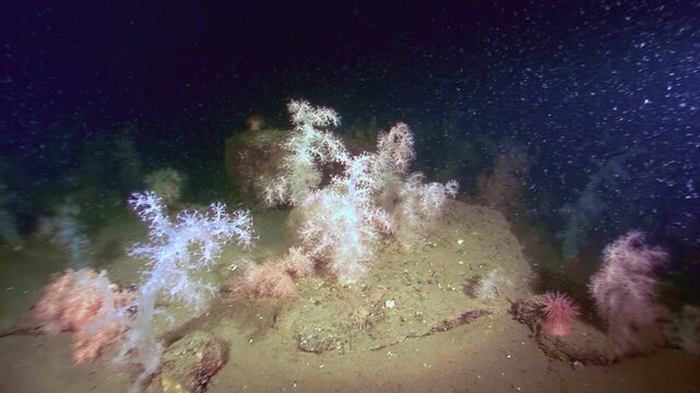 Explore the serene depths of The White Sea, where soft corals sway gently in the current. Discover vibrant ecosystems thriving beneath the surface in this beautiful display of marine life.