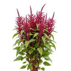 Obraz premium Vibrant purple flowers with green foliage in a white vase isolated on transparent background