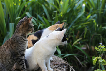 Obraz premium A group of cute cats resting together outdoors.