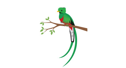 Fototapeta premium An elegant Resplendent Quetzal bird with long tail feathers resting on a bare tree branch with small green leaves set against a minimalist white background environment.
