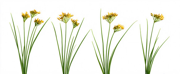 Fototapeta premium Isolated Juncus effusus soft rush on a clean white background without distractions.