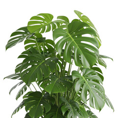 Obraz premium A close-up view of a lush green plant with large, glossy leaves isolated on transparent background