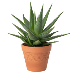 Fototapeta premium A close-up view of a potted aloe vera plant with long, pointed leaves. isolated on transparent background