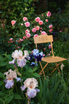 Blooming Garden with Chair and Iris Flowers
