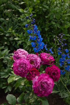 Blue Eden Hybrid Tea Rose with Delphinium