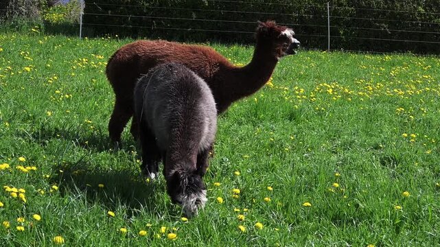 alpaka tier natur lama paar 2