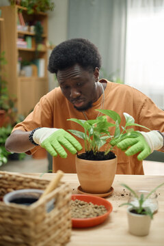 Vertical shot of young Black man repotting houseplant, arranging soil and leaves on table, showing home gardening hobby and plant care. Useful for wellness, sustainability, indoor lifestyle marketing