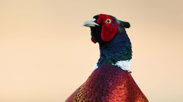 Bird - male Common pheasant Phasianus colchius Ring-necked pheasant in natural habitat wildlife Poland Europe spring time bird's head close up