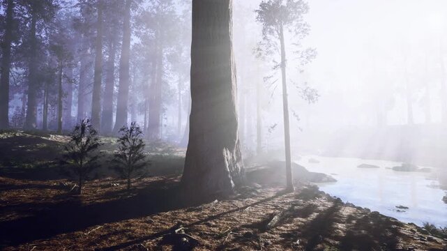 Ethereal riverside dawn with pale light, diffuse haze softening distant trunks and mirrorlike water meditative pathway suggests retreat, mindfulness,