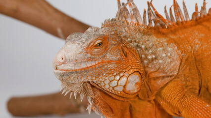 Fototapeta premium Close Up Profile of a Vibrant Orange Iguana Resting on a Branch