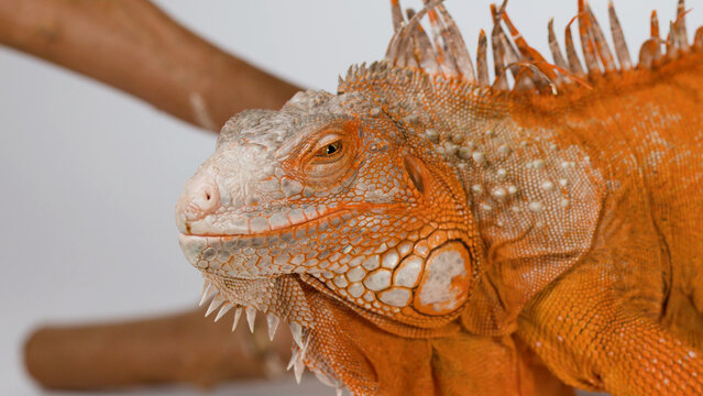Close Up Profile of a Vibrant Orange Iguana Resting on a Branch