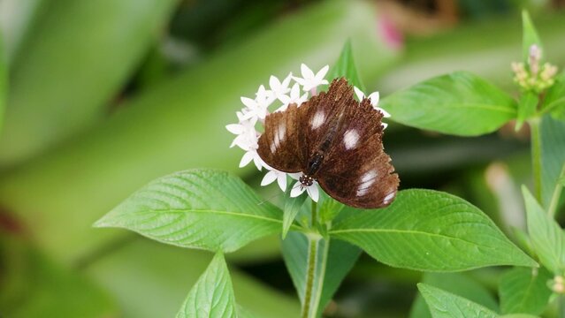 Brown Hypolimnas Bolina Butterfly Resting on White Pentas Flowers in Australia