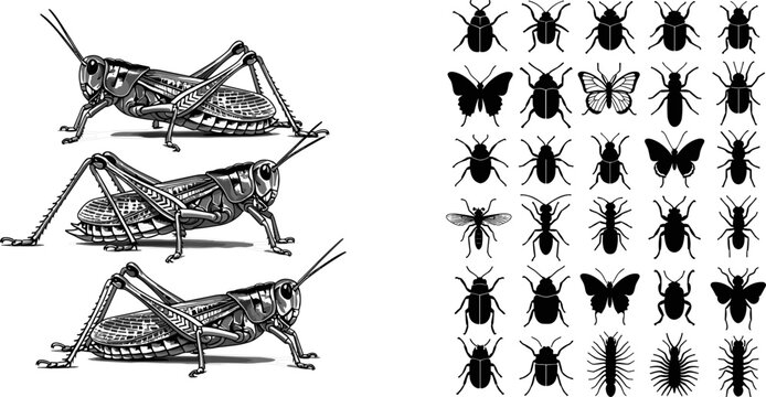 Detailed monochrome grasshopper sketch illustration with black silhouette insect collection featuring beetle, butterfly, fly and centipede