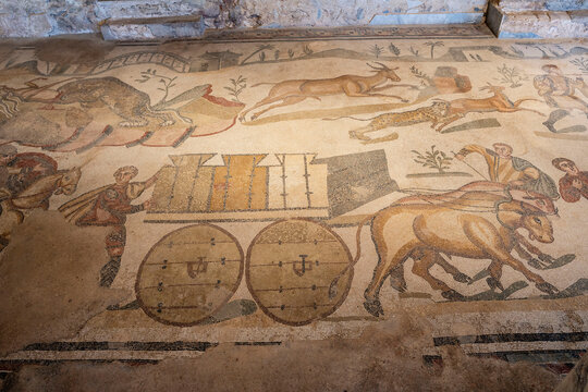 containers for transporting animals in a cart, ambulatory of the great hunt, mosaics, Roman Villa of Casale, Piazza Armerina, Sicily, Italy, Europe